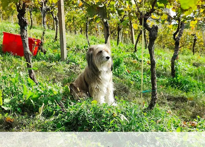 Landhuis Tiny House - Glamping Paradise Skatlar 45722 *